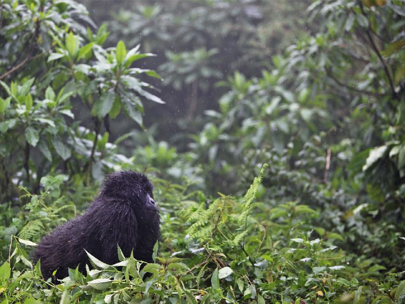 Rwanda