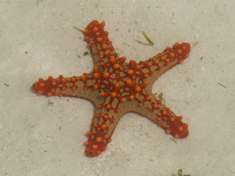 Zanzibar