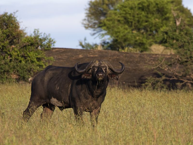 Best of Uganda & Tanzania (17 days)