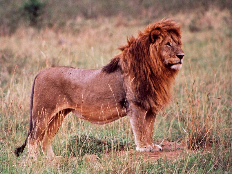 KENYA SAFARIS