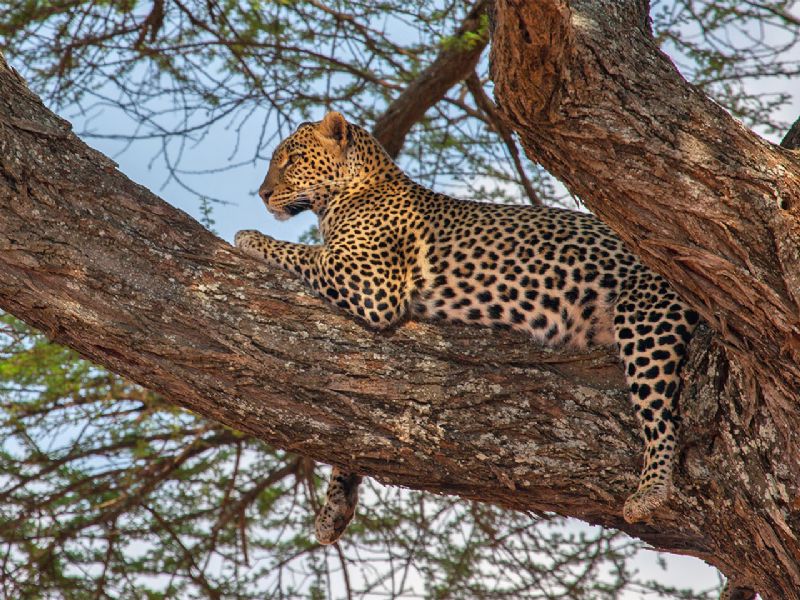 TANZANIA SAFARIS