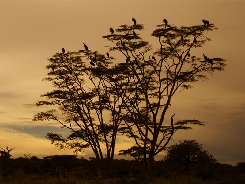 Best of Uganda & Tanzania (17 days)