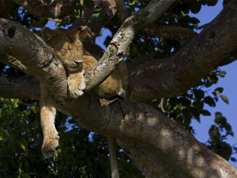 Best of Uganda & Tanzania (17 days)