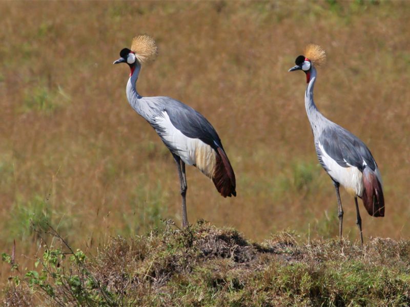 Best of Uganda & Tanzania (17 days)