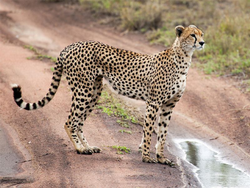 Best of Uganda & Tanzania (17 days)